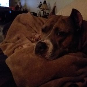 Meet your Posher, Susan